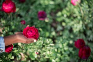 Hand holding a single red ranunculus bloom in a garden